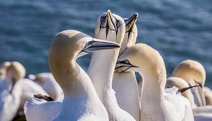 开云体育下载-马刺助教重点培养替补球员提升板凳战力，马刺培养的球员