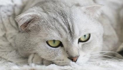 开云ky官网-阿曼男篮在西亚锦标赛中奋勇争先，体育逐步崛起