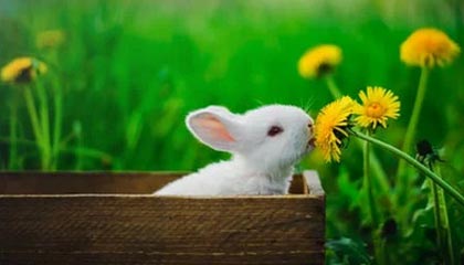 开云官网-巴西男篮在拉丁美洲预赛中领先，有望闯进奥运会